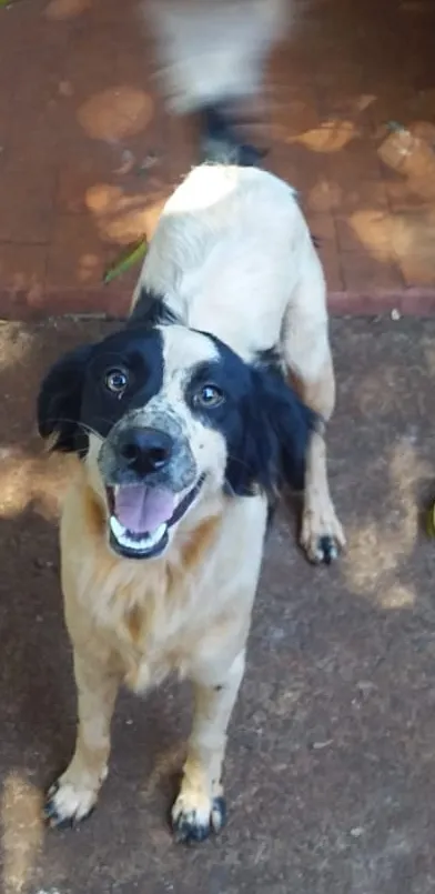 Cachorro ra a Virala idade 1 ano nome Nigui