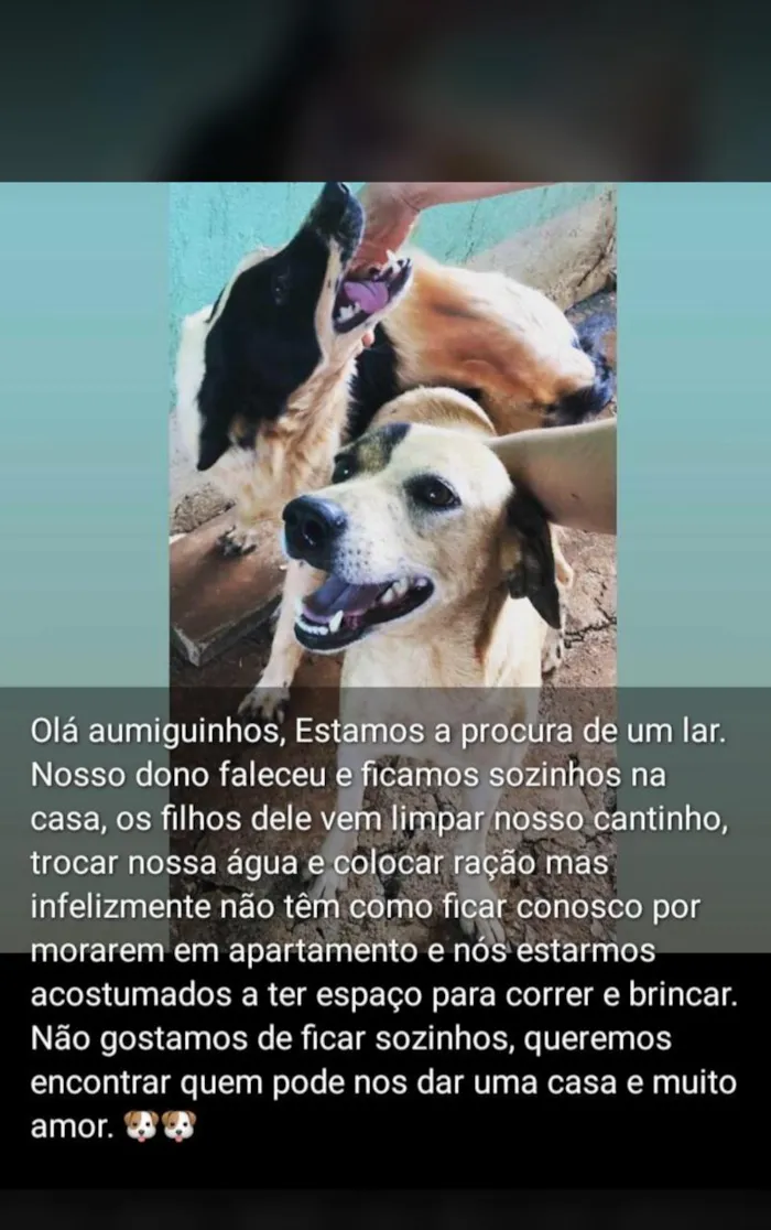 Cachorro ra a Virala idade 1 ano nome Nigui