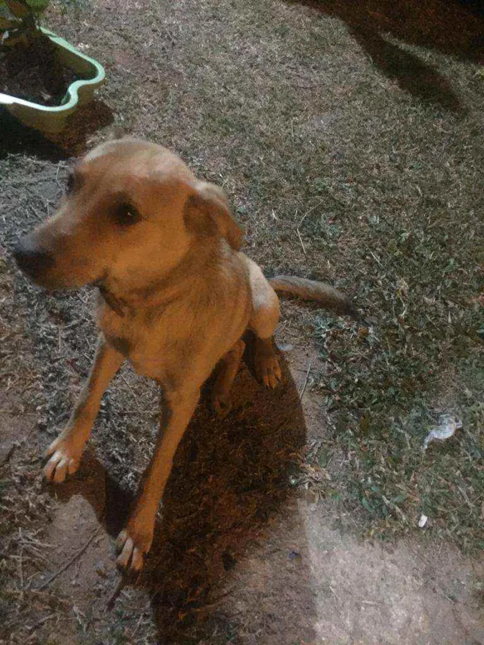 Cachorro ra a Vira lata idade 7 a 11 meses nome Trovão 