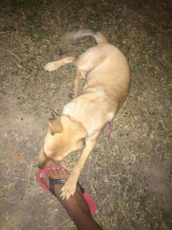 Cachorro ra a Vira lata idade 7 a 11 meses nome Trovão 