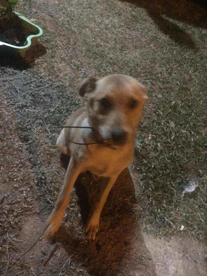 Cachorro ra a Vira lata idade 7 a 11 meses nome Trovão 