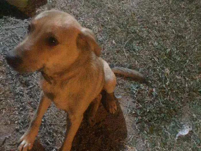 Cachorro ra a Vira lata idade 7 a 11 meses nome Trovão 