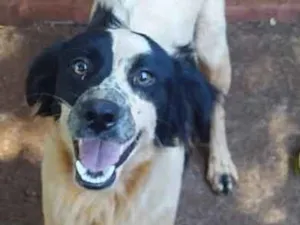 Cachorro raça Virala idade 1 ano nome Nigui