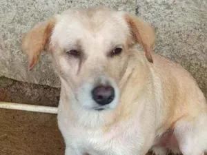 Cachorro raça Vira lata  idade 4 anos nome Rex