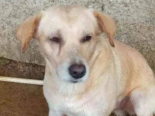 Cachorro ra a Vira lata  idade 4 anos nome Rex