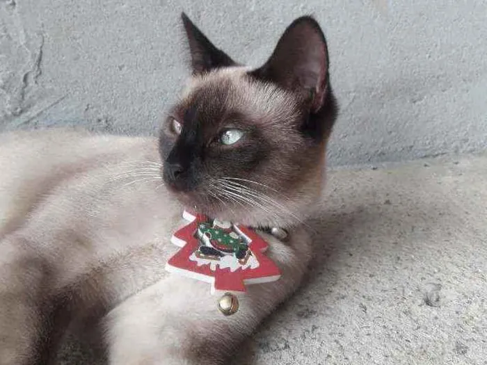 Gato ra a Siames idade 1 ano nome Mel