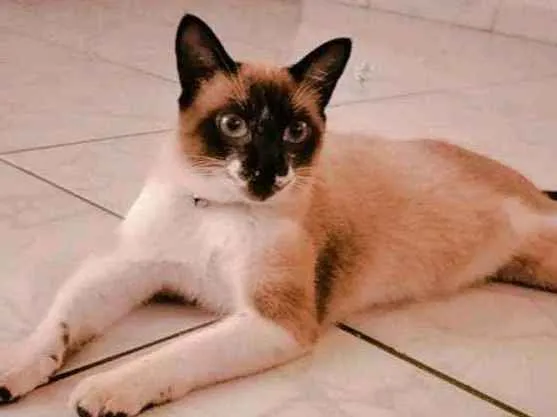 Gato ra a Siamês idade 7 a 11 meses nome Thor