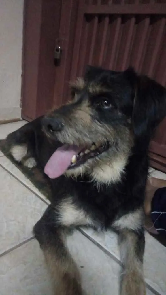 Cachorro ra a Vira lata idade 3 anos nome Não tem 