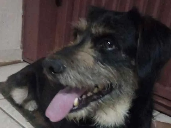 Cachorro ra a Vira lata idade 3 anos nome Não tem 