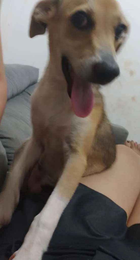 Cachorro ra a Vira lata idade 7 a 11 meses nome Lupita