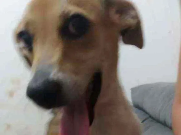 Cachorro ra a Vira lata idade 7 a 11 meses nome Lupita