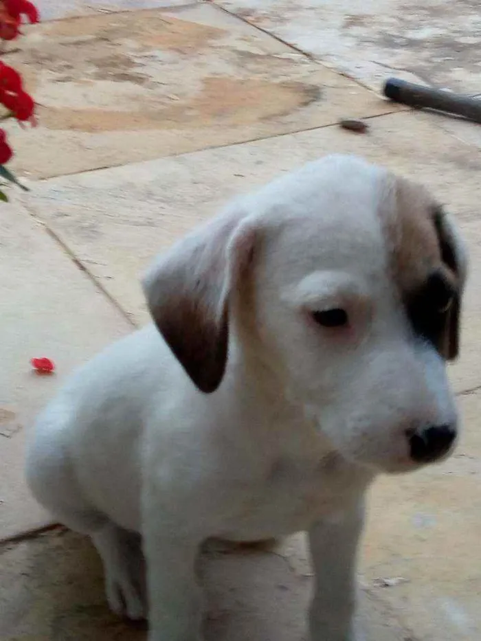 Cachorro raça Vira lata idade 2 a 6 meses nome Sem nome