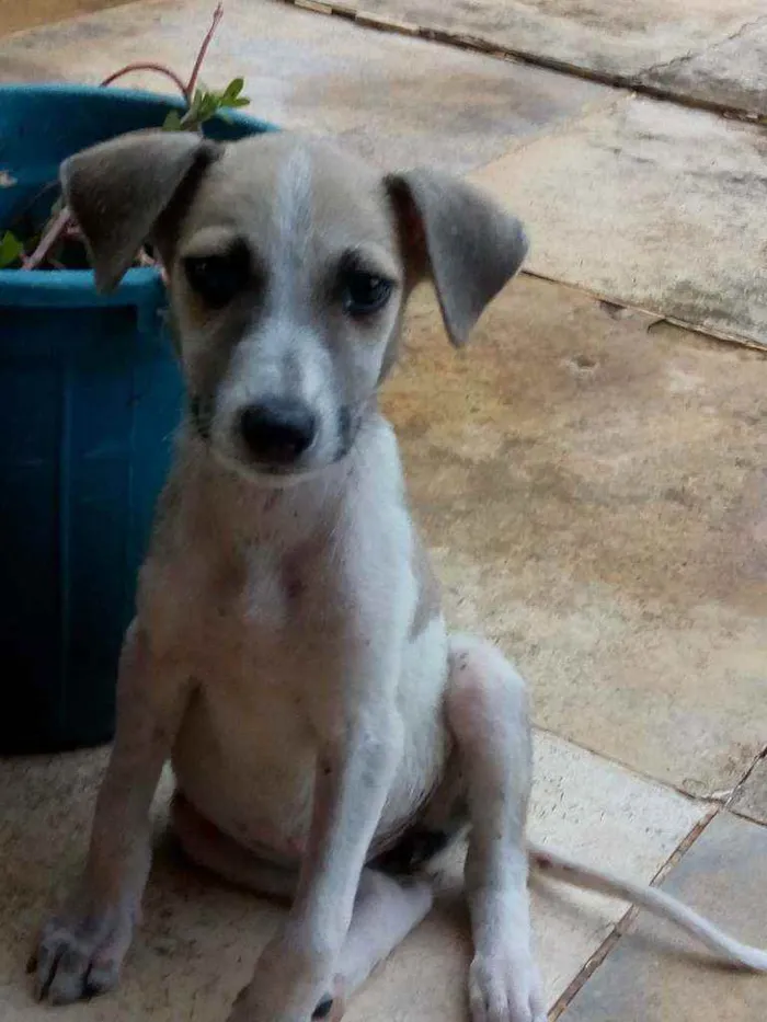 Cachorro raça Vira lata idade 2 a 6 meses nome Sem nome