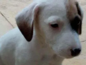 Cachorro raça Vira lata idade 2 a 6 meses nome Sem nome