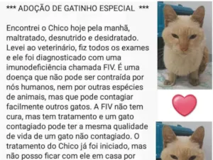 Gato raça  idade 1 ano nome Chico