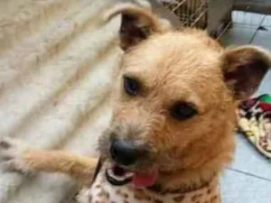 Cachorro raça  idade 2 anos nome Noah