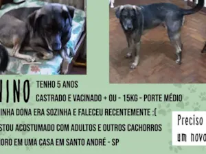 Cachorro raça SRD idade 5 anos nome NINO