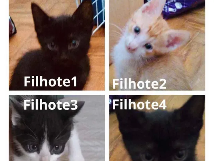 Gato ra a SDR idade Abaixo de 2 meses nome Não tem nomes