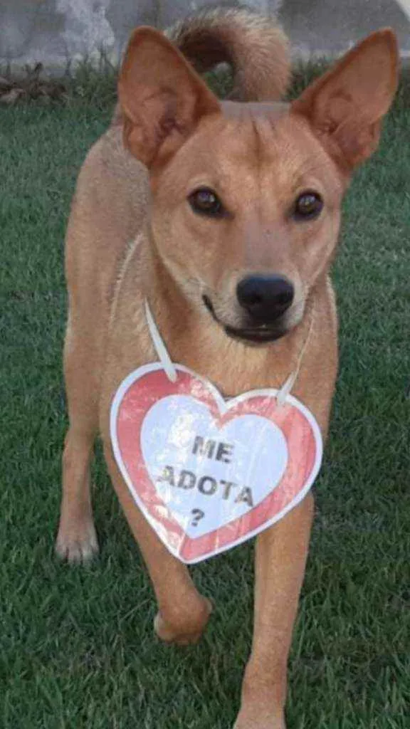 Cachorro raça SRD  idade 1 ano nome Lobinho