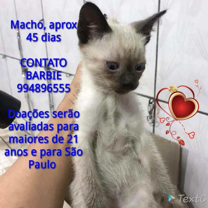 Gato ra a Srd idade Abaixo de 2 meses nome Irresistivel