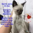 Irresistivel
