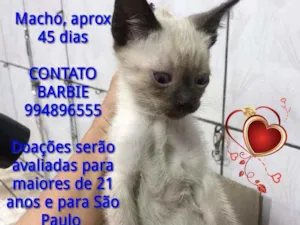 Gato raça Srd idade Abaixo de 2 meses nome Irresistivel