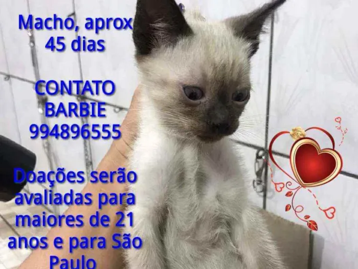 Gato ra a Srd idade Abaixo de 2 meses nome Irresistivel