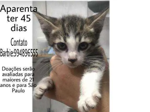 Gato ra a Srd idade Abaixo de 2 meses nome Nina