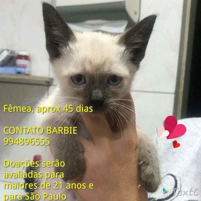 Gato ra a Srd idade Abaixo de 2 meses nome Ruby