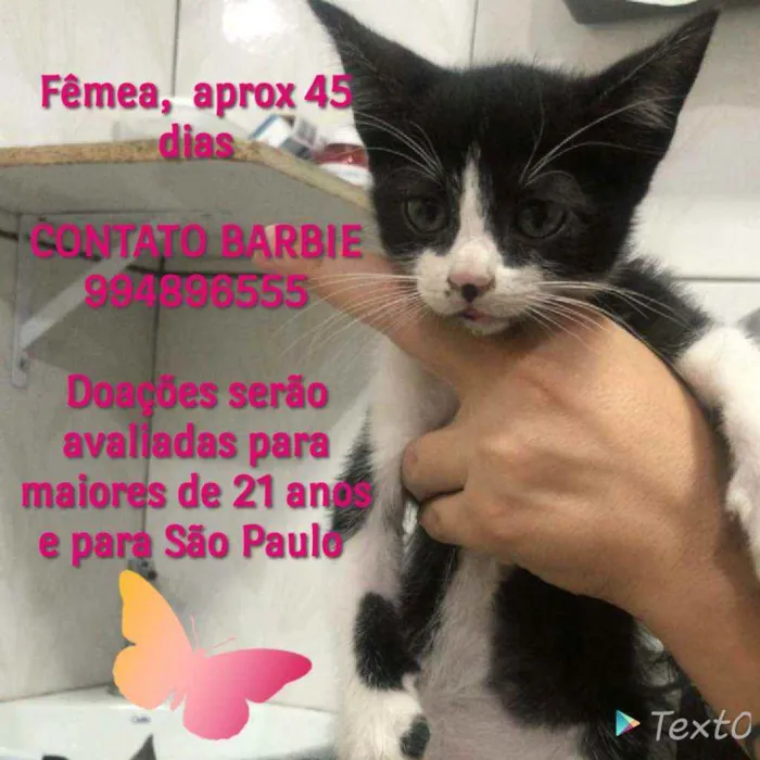 Gato ra a Srd idade Abaixo de 2 meses nome Ivy