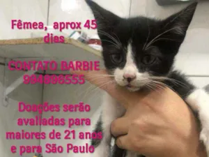 Gato raça Srd idade Abaixo de 2 meses nome Ivy