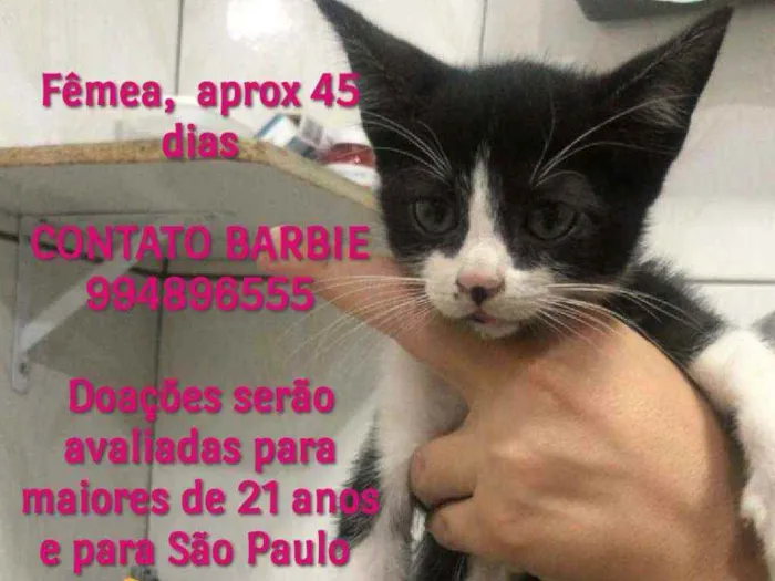 Gato ra a Srd idade Abaixo de 2 meses nome Ivy