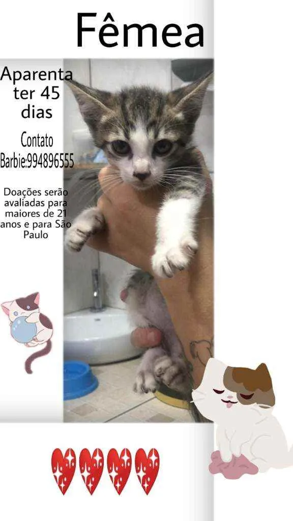 Gato ra a Srd idade Abaixo de 2 meses nome Aya