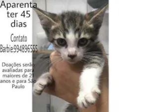 Gato raça Srd idade Abaixo de 2 meses nome Aya