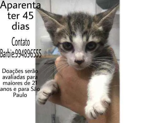 Gato ra a Srd idade Abaixo de 2 meses nome Aya