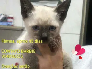 Gato raça Srd idade Abaixo de 2 meses nome Ruby