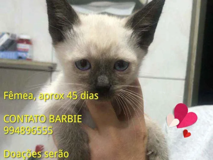Gato ra a Srd idade Abaixo de 2 meses nome Ruby