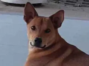 Cachorro raça SRD  idade 1 ano nome Lobinho