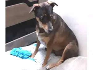 Cachorro raça SRD idade 4 anos nome NINA