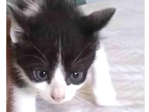 Gato ra a SDR idade Abaixo de 2 meses nome Não tem nomes
