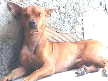 Cachorro ra a Pinscher com Dachshund idade 6 ou mais anos nome Toty