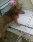 Josué