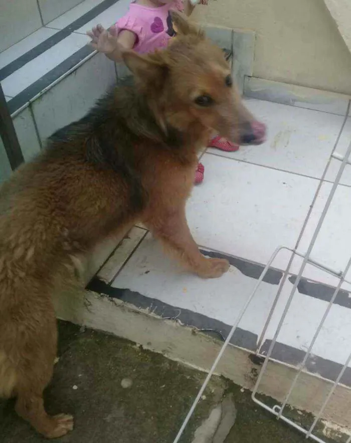 Cachorro raça Pastor Belga( mestiço) idade 3 anos nome Josué