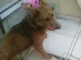 Josué