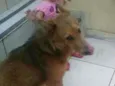 Josué