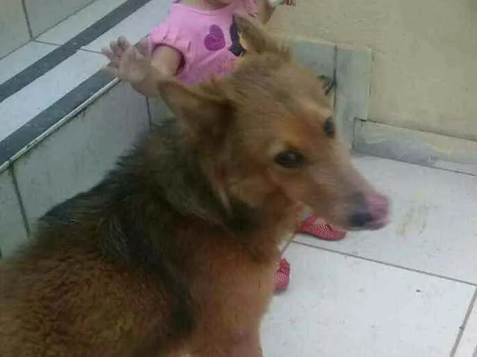 Cachorro raça Pastor Belga( mestiço) idade 3 anos nome Josué