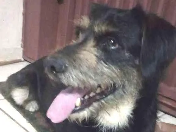 Cachorro ra a Vira lata idade 3 anos nome Não tem 