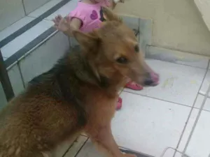 Cachorro raça Pastor Belga( mestiço) idade 3 anos nome Josué