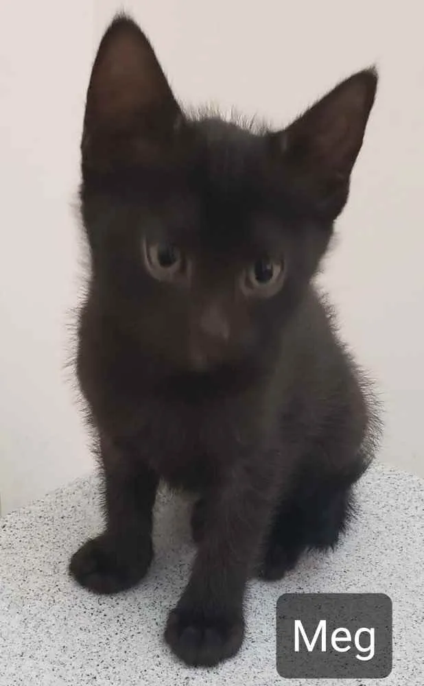 Gato ra a SRD idade Abaixo de 2 meses nome Meg