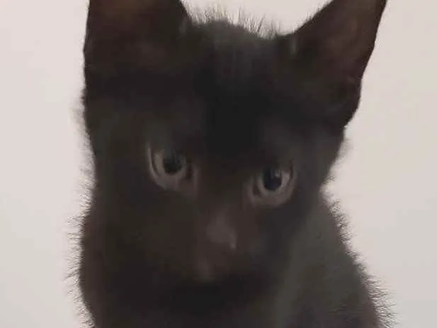 Gato ra a SRD idade Abaixo de 2 meses nome Meg